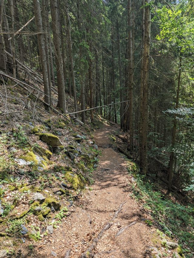 Mørk og trasig granskog. Ikke min favoritt-etappe det her.