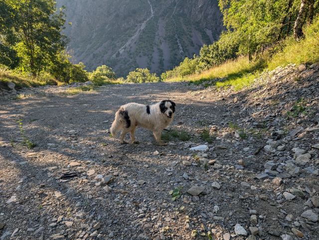 Får et uventet besøk når jeg pakker teltet. I følge Google er dette en Pyrineisk mastiff.

